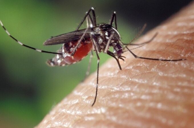 Salud refuerza medidas de prevención tras detectarse un caso autóctono de chikungunya en Hendaia