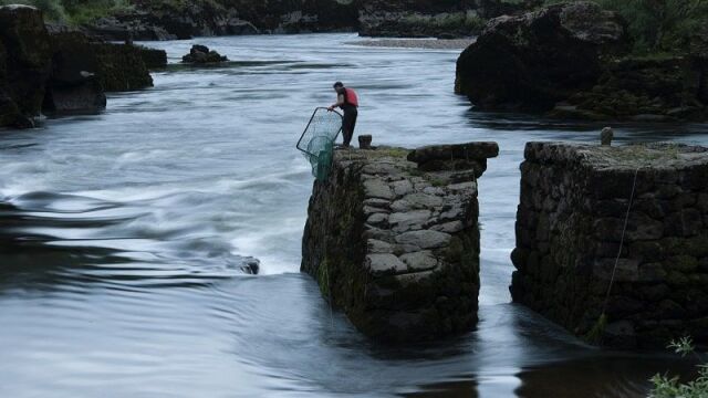 Imagen de la pesca de la lamprea en el río. 