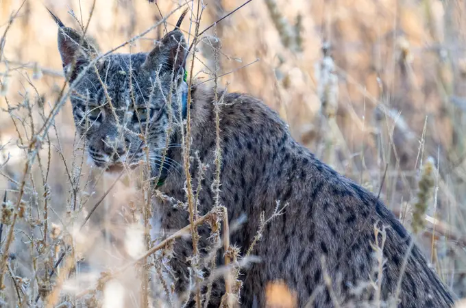 Uraclio, el lince explorador que da pistas en Madrid Uraclio, el lince explorador que da pistas en Madrid