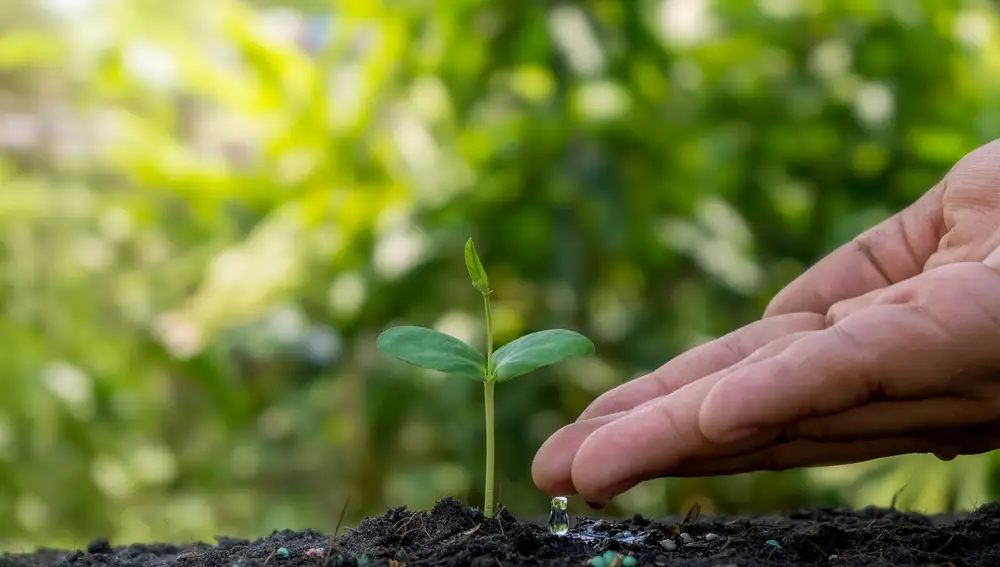 El fertilizante natural y casero que potencia tus plantas: es gratis y funciona mejor que los químico