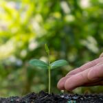 El fertilizante natural y casero que potencia tus plantas: es gratis y funciona mejor que los químico
