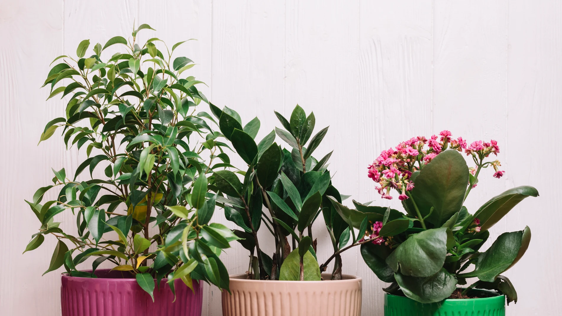 El árbol frutal que crece en maceta y atrae prosperidad según el Feng Shui