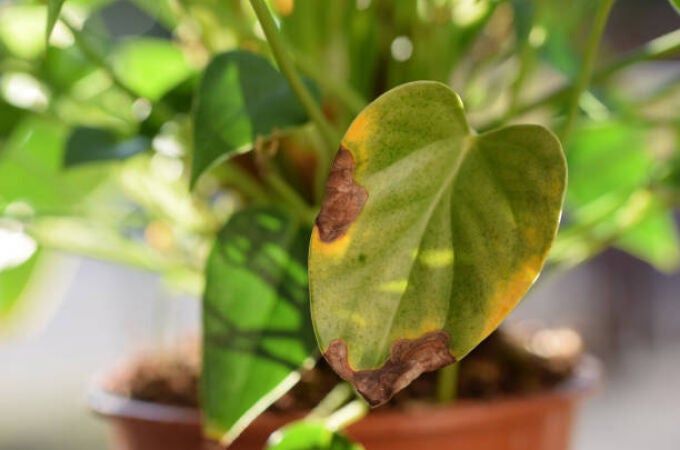 Por qué se secan las puntas de las hojas de las plantas y cómo evitarlo