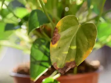 Cómo arreglar las puntas secas y marrones en las hojas de tus plantas: causas más comunes y soluciones efectivas Cómo arreglar las puntas secas y marrones en las hojas de tus plantas: causas más comunes y soluciones efectivas