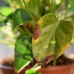 Por qué se secan las puntas de las hojas de las plantas y cómo evitarlo