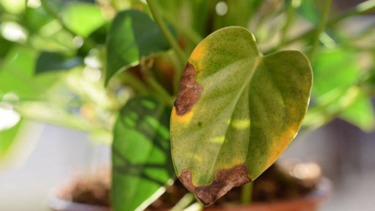 Evita hacer esto si no quieres que las hojas de tus plantas se vuelvan marrones