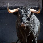 Estos son los impactantes toros de Juan Luis Fraile para la cita torista de esta noche en Las Ventas