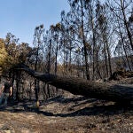 El incendio forestal de Ávila no sufre reproducciones tras una noche de trabajo productivo