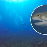 Descubren en las cuevas más grandes del mundo unos tiburones extintos hace 300 millones de años