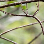 Imagen de archivo de un insecto palo 