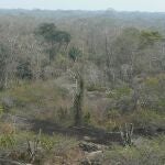 Las sequías han afectado de forma limitada al crecimiento de árboles tropicales en el último siglo, según un estudio