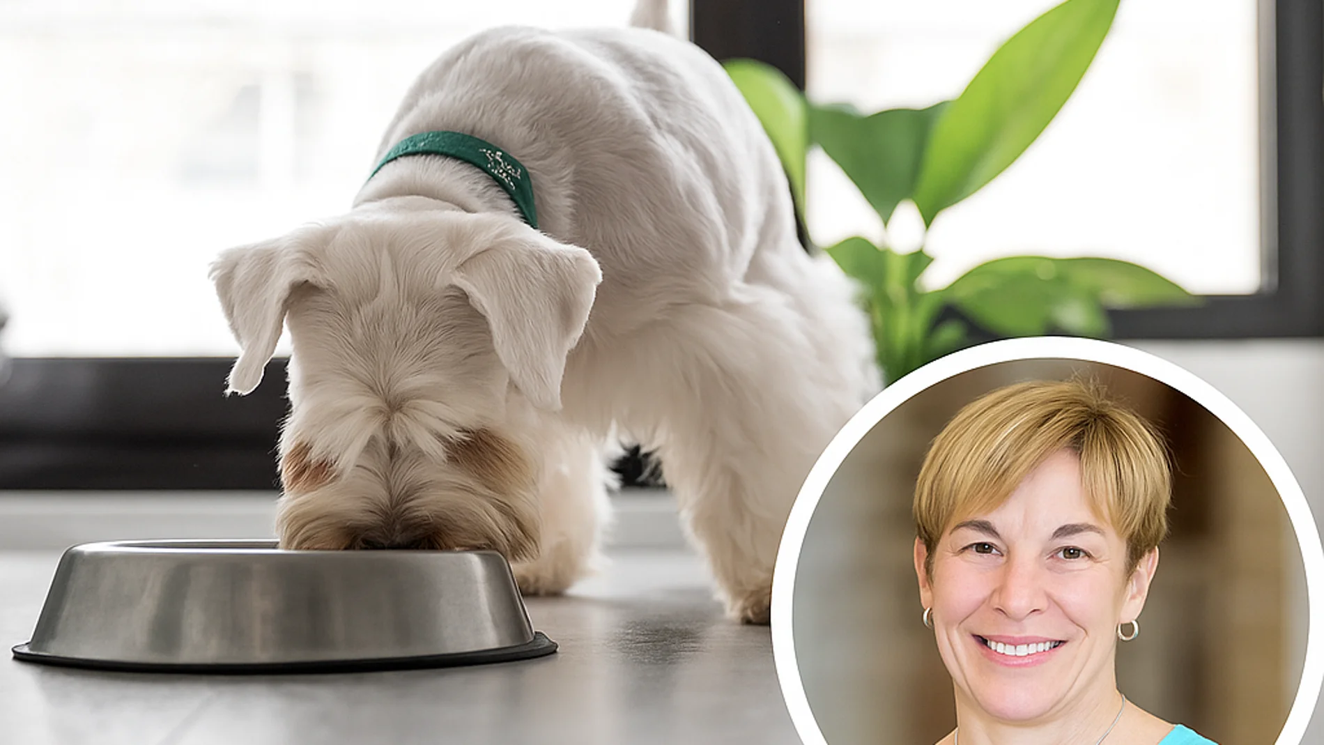 Lori Teller, veterinaria: “Nunca dejes que tu perro beba este tipo de agua”