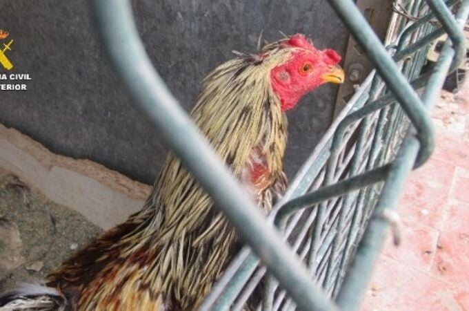 Imagen de uno de los gallos mutilados