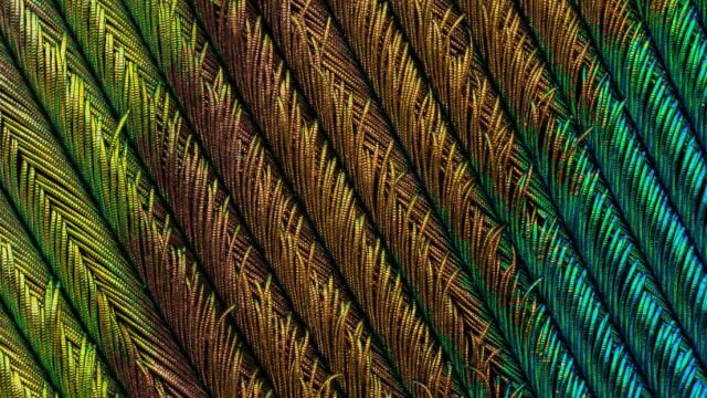 Detalle de las plumas de un pavo real
