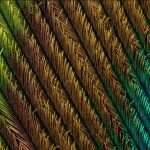 Detalle de las plumas de un pavo real