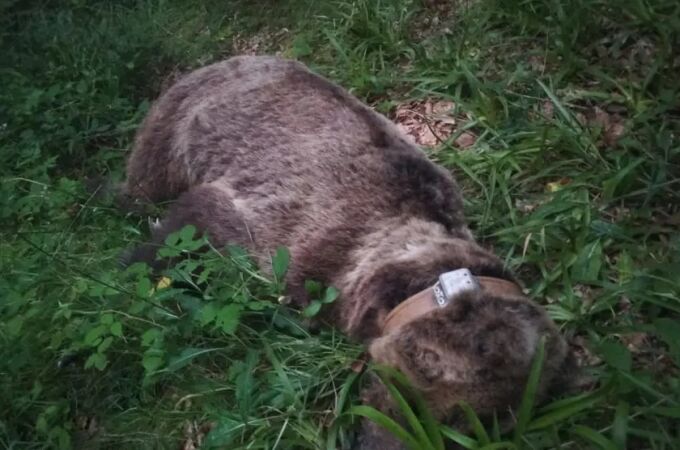 Una necropsia en León determinará las causas exactas de su muerte