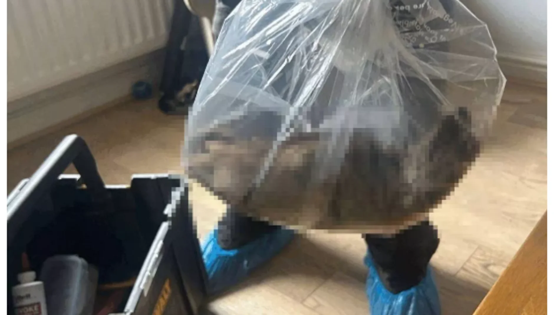 Un pueblo de Inglaterra, escandalizado: atrapan una rata del tamaño de un perro