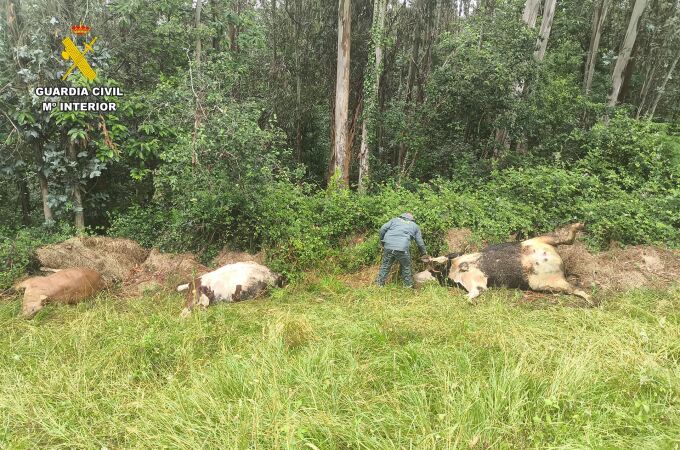 Sucesos.- Matan a tiros a tres vacas y la Guardia Civil investiga a un vecino de Pravia (Asturias)