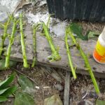 Cómo cultivar árboles de aguacate a partir de esquejes: esta es la mejor forma de hacerlo