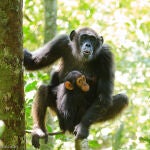 Una chimpancé madre vocaliza mientras su cría observa.