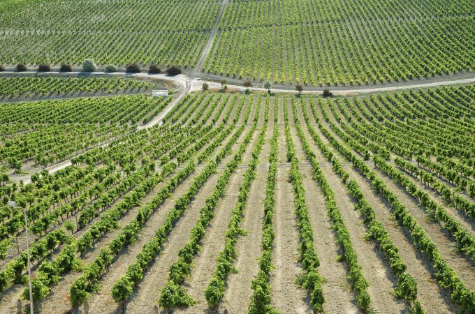 Economía.- La vendimia en el Marco de Jerez se prepara para su inicio con una previsión del 30% menos en su producción