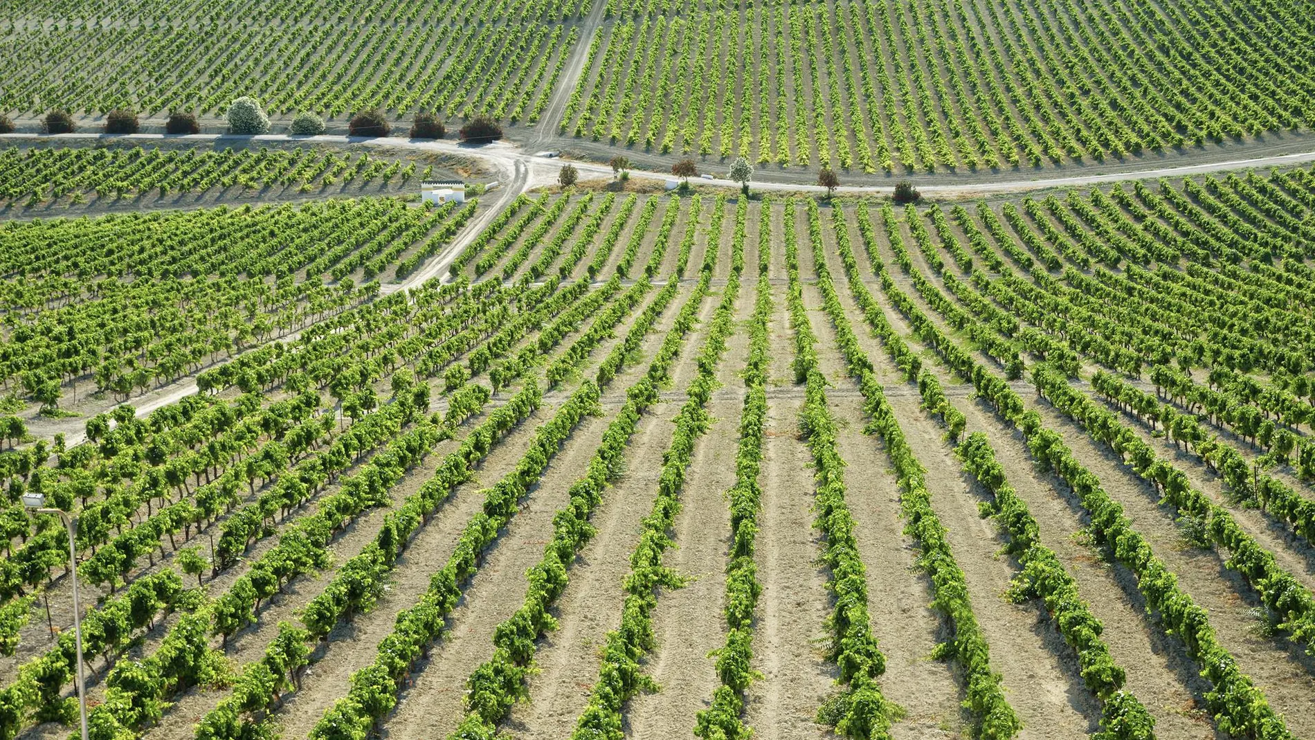 Economía.- La vendimia en el Marco de Jerez se prepara para su inicio con una previsión del 30% menos en su producción