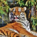Imagen de archivo de un tigre en un zoo