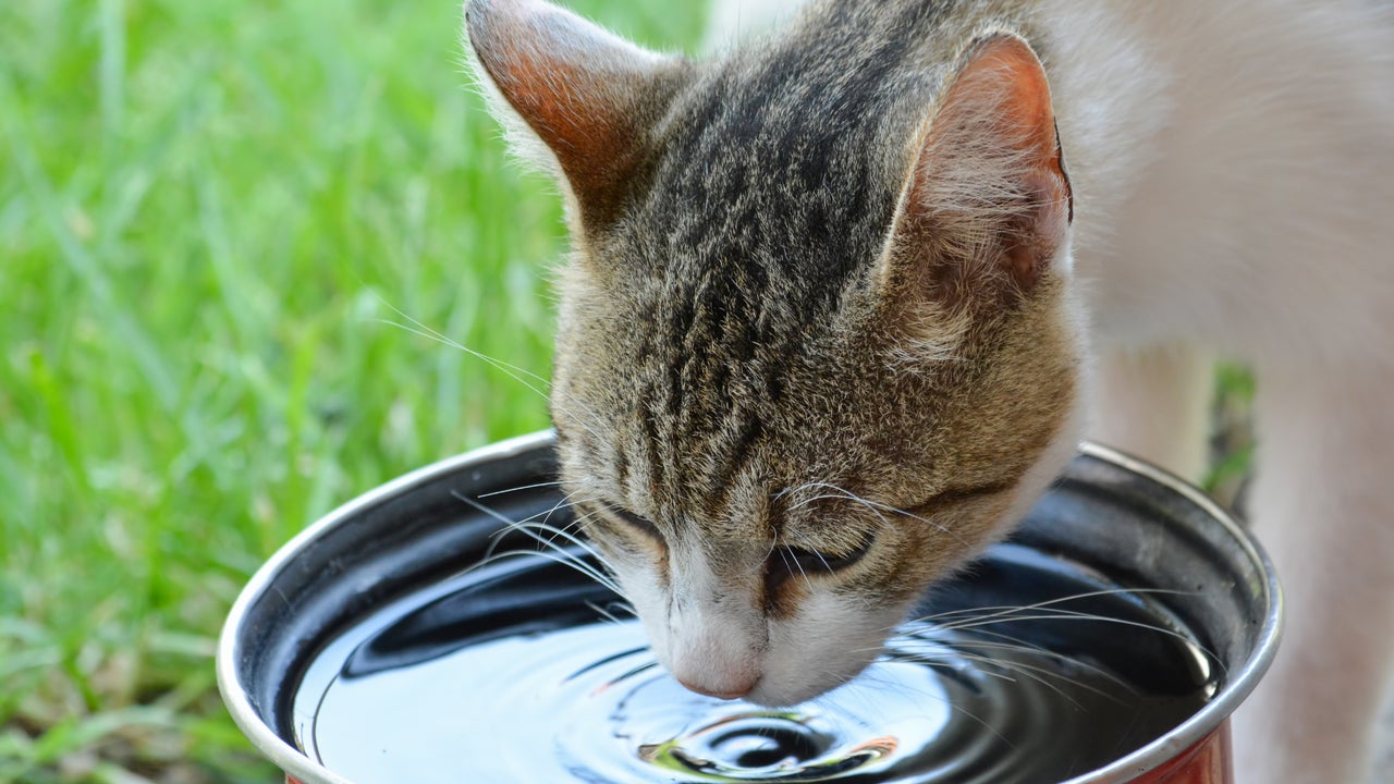 Los distintos tipos de maullido en gatos y cómo entenderlos