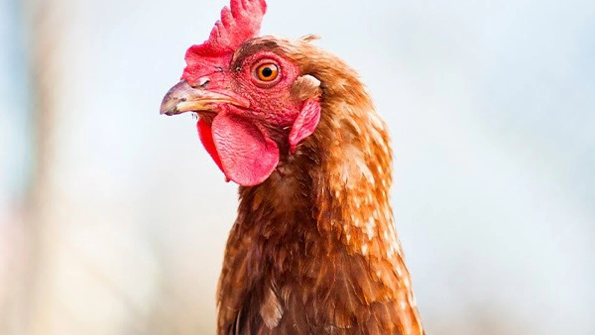 Cumplidos un 92% de los compromisos de empresas para no usar huevos de gallinas enjauladas en todo el mundo, según OWA