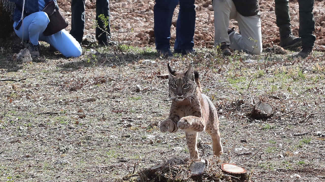 Los linces del Cerrato palentino se asientan gracias “a la buena calidad” de la zona y ya se avistan acercamientos entre parejas de cara a la época de celo