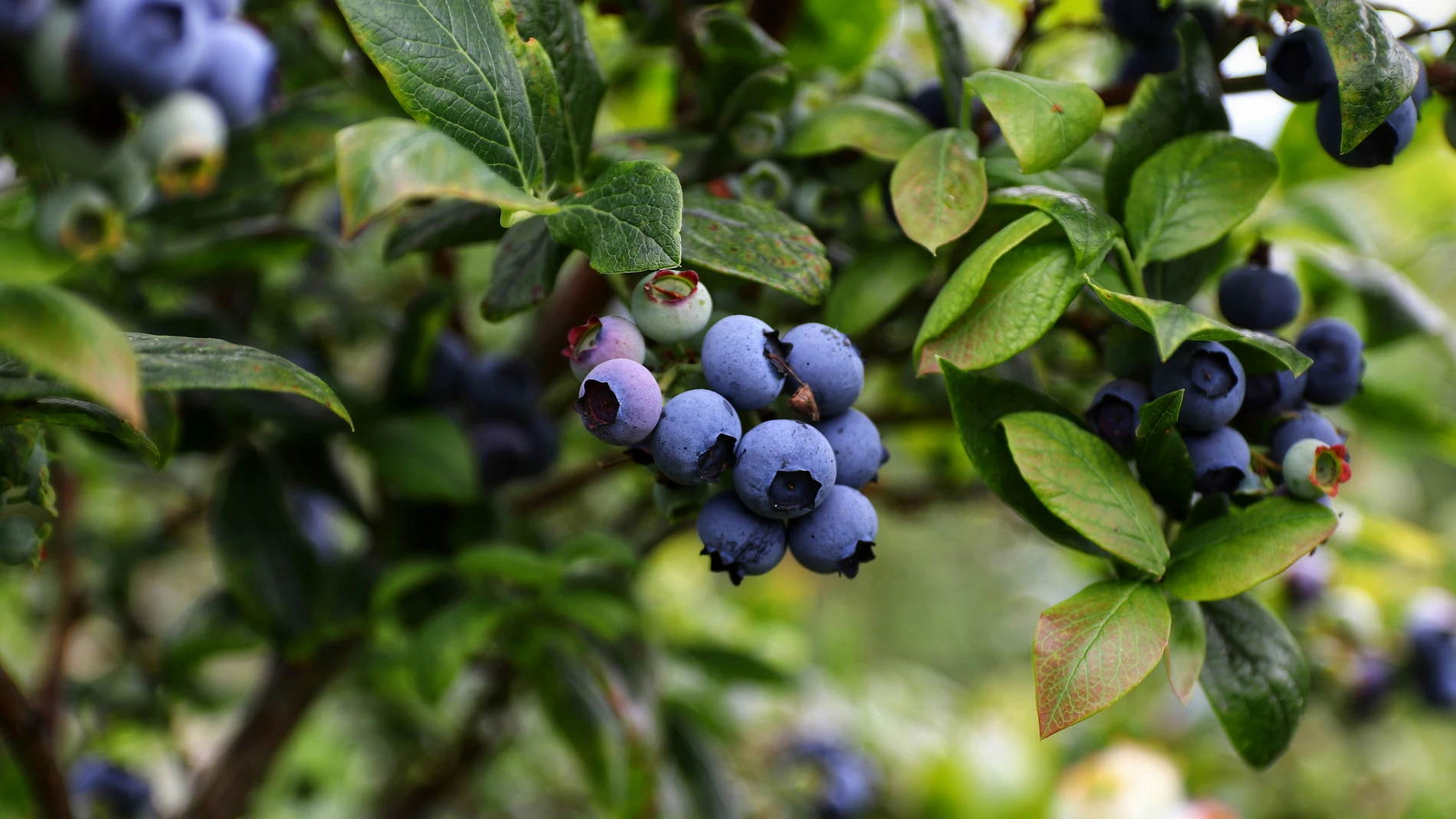 Los arándanos proporcionan una verdadera protección celular, pero solo bajo una condición