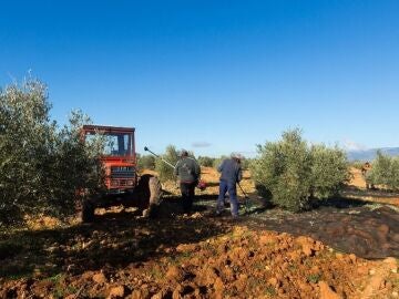 El campo andaluz sería el más perjudicado por la nueva PAC