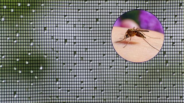 El origen de las mosquiteras se remonta a antes de Cristo