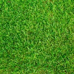 No tires este residuo doméstico, espárcelo sobre el césped para mejorar el aspecto del jardín