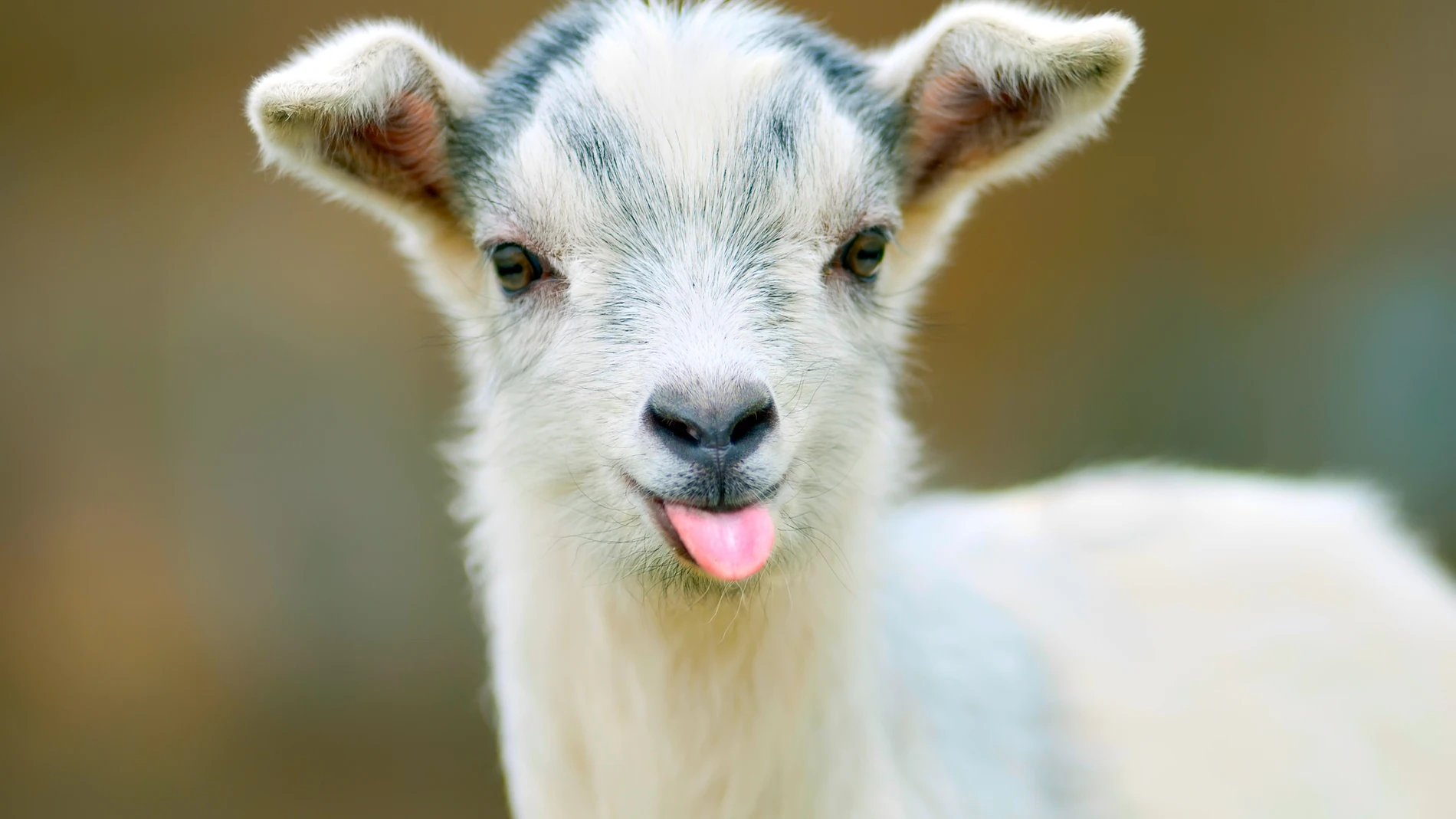 El mundo de los animales permite un gran número de cruces entre distintas especies, así como el cambio de nombre de adultos, machos y hembras a crías