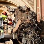 El Ayuntamiento de Sevilla tala los restos del ficus de Triana