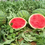 Economía.- Asaja advierte que los precios del melón y la sandía no cubren los costes de producción esta temporada