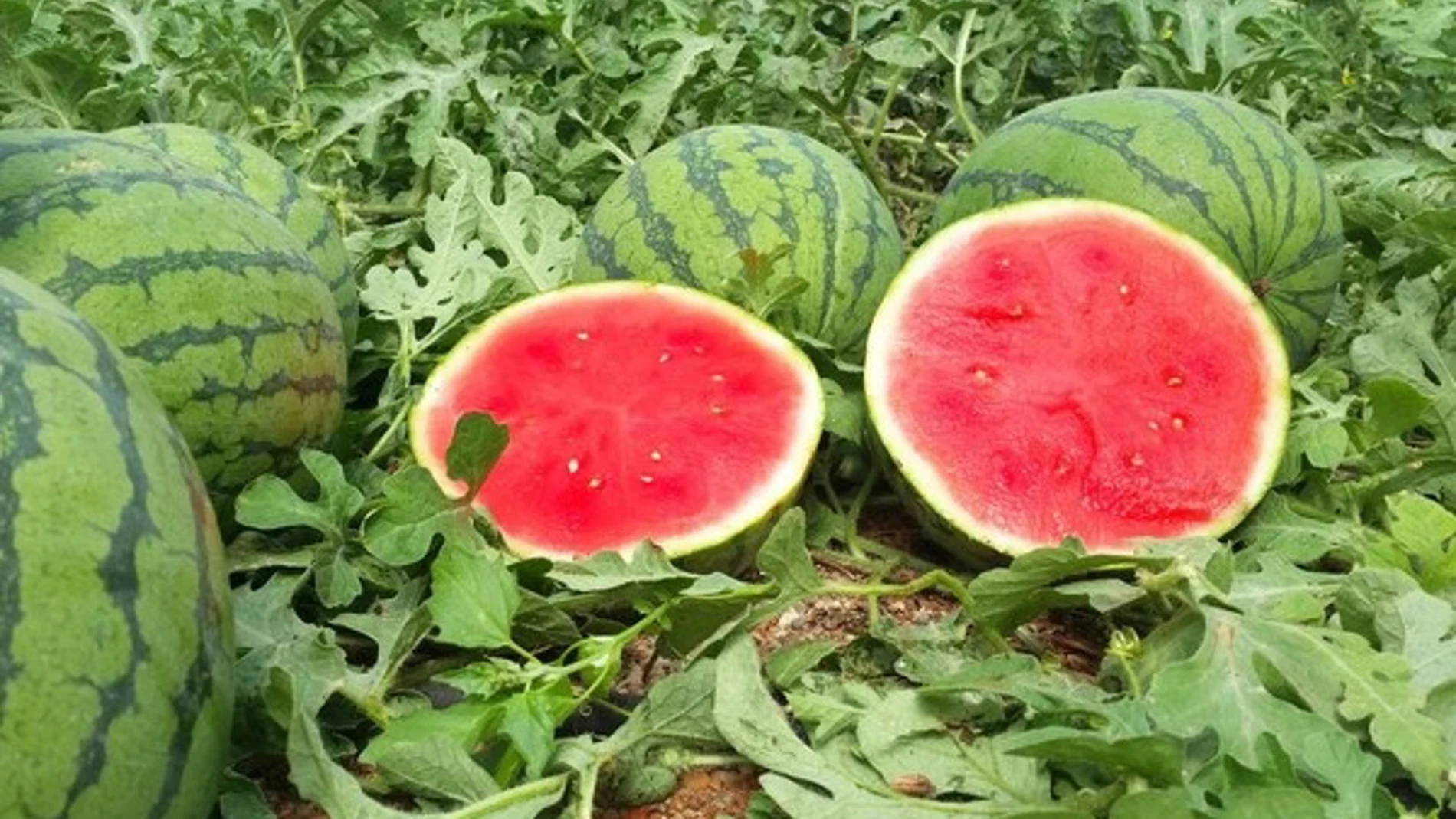Economía.- Asaja advierte que los precios del melón y la sandía no cubren los costes de producción esta temporada