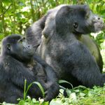 La diferencia de tamaño entre una hembra (con una cría) y un macho de gorila de montaña en el Parque Nacional Impenetrable de Bwindi, Uganda.