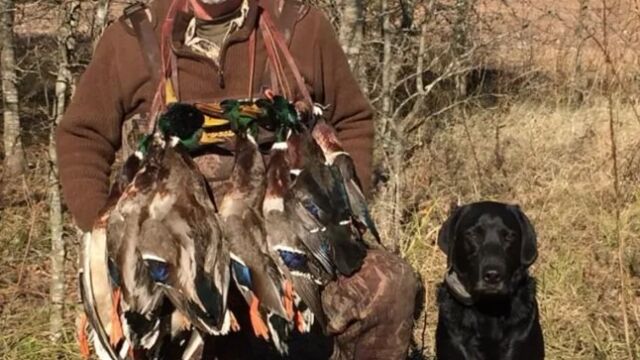 Muere un millonario estadounidense tras ser embestido por el búfalo de tonelada y media que estaba intentando cazar