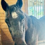 Mokie batió el récord de longevidad para un caballo