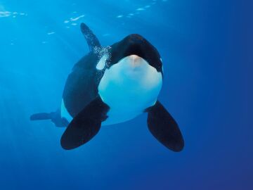 Cient&iacute;ficos canarios consiguen avanzar en el estudio del sistema hormonal de las orcas conociendo su regulaci&oacute;n