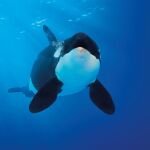  Las interacciones con orcas se reducen en Cádiz pero aumentan en Galicia