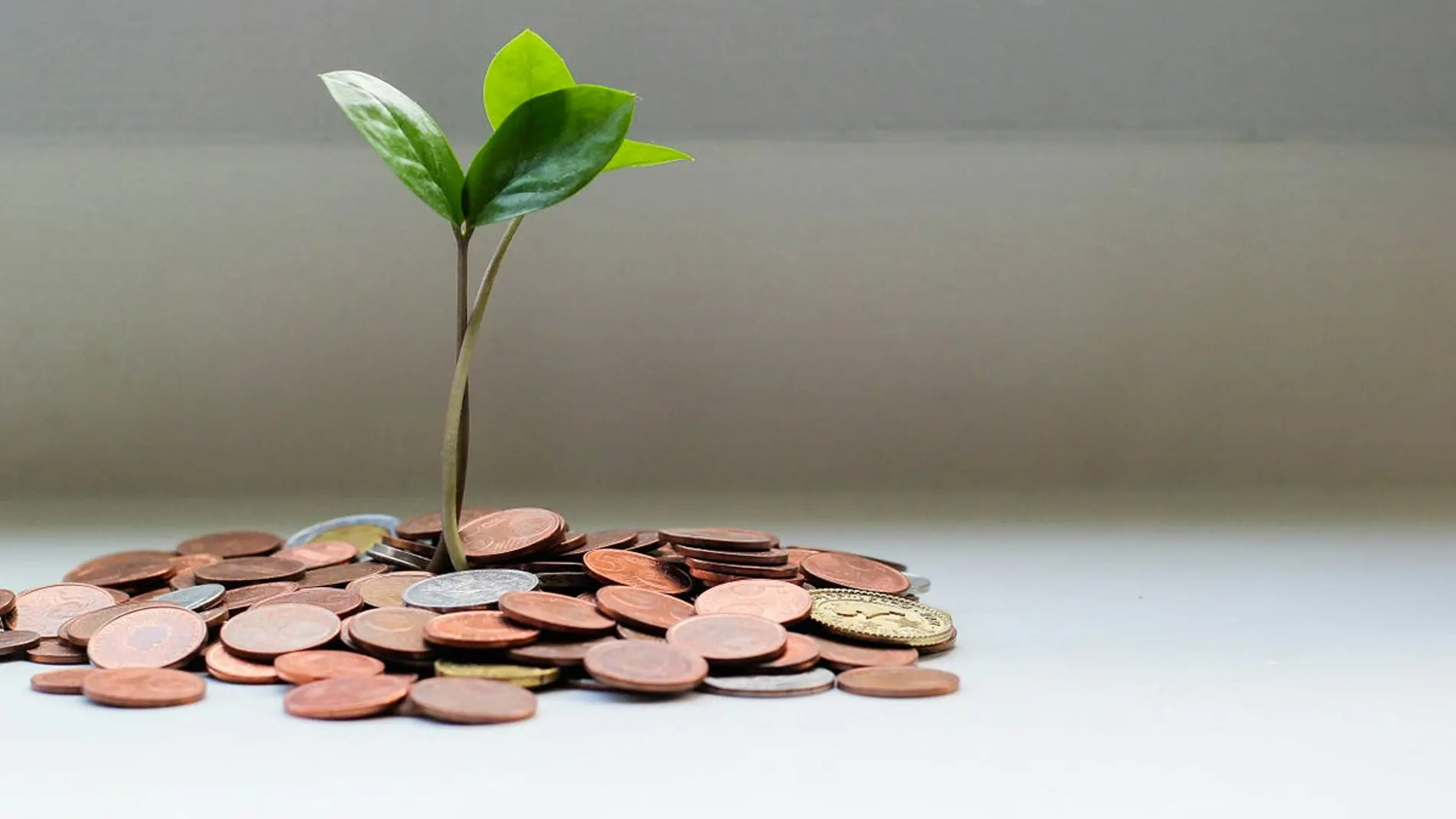 Cuentas remuneradas para ingresos variables