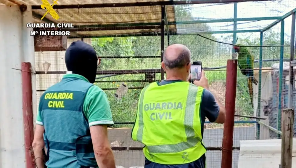 El SEPRONA devuelve a su dueño un guacamayo robado en Reocín y hallado en una finca de Torrelavega