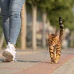 No saques a tu gato de paseo con correa o te arrepentirás según un veterinario y etólogo