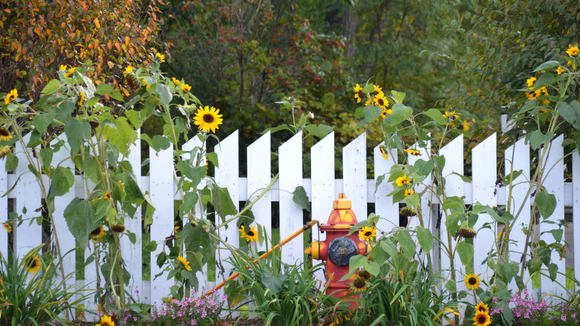 ¿Puedes pintar el lado de la valla de un vecino que da a tu patio? Esto dice la ley