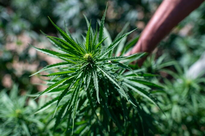 Planta de cannabis medicinal utilizada en estudios sobre salud y diabetes