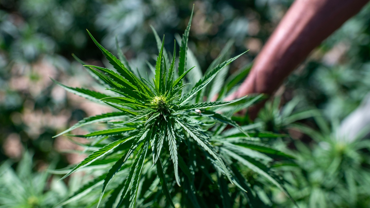 ¿El cannabis previene la diabetes o la causa? Un nuevo 'megaestudio' quiere poner punto final al debate
