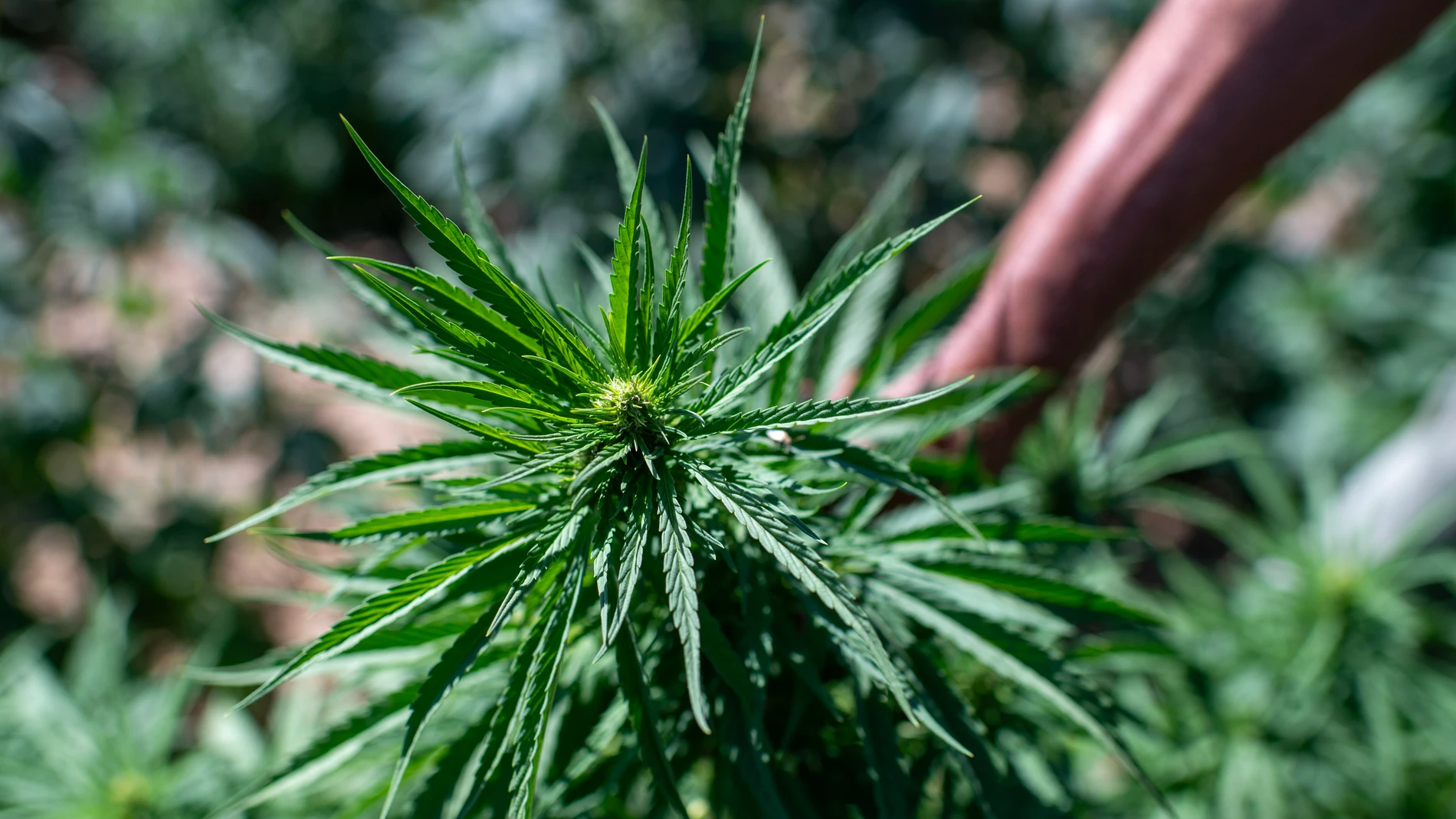 Planta de cannabis en Bab Berd, en el Rif, Marruecos 13/08/2025